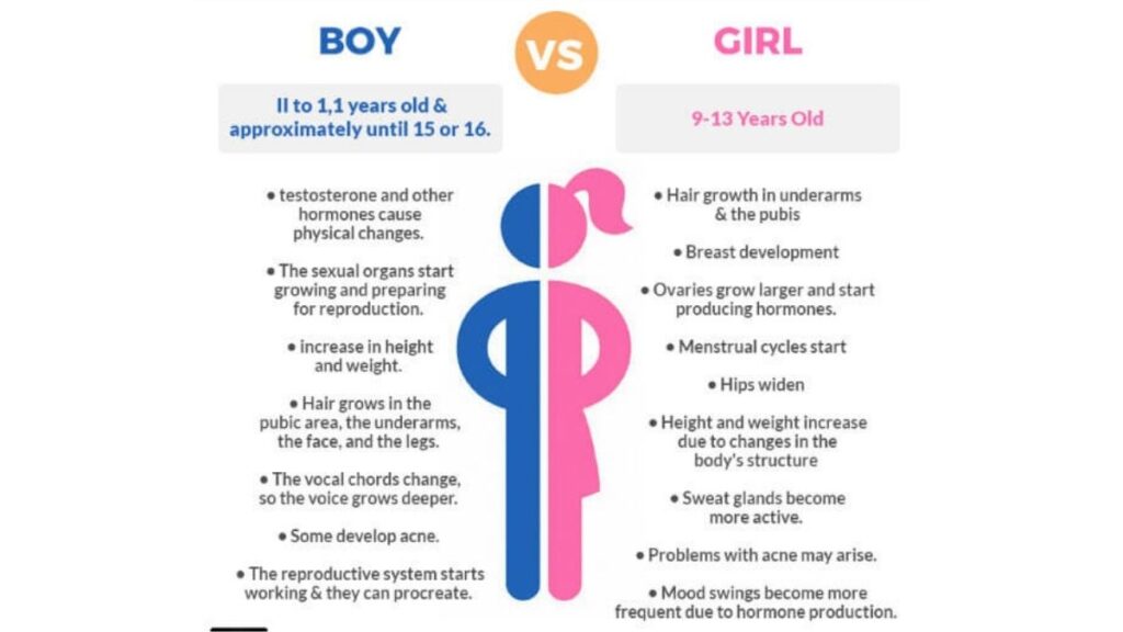 infographic on puberty