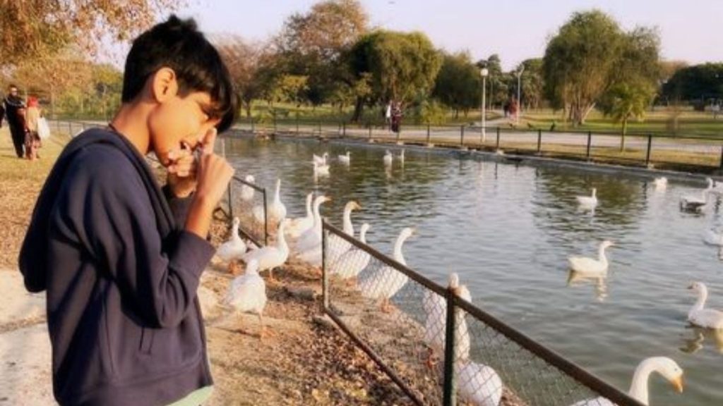 boy looking at geese and ducks
